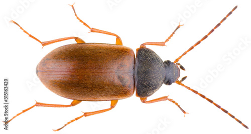 Isomira murina is a species of comb-clawed beetles belonging to the family Tenebrionidae subfamily Alleculinae. Dorsal view of darkling beetle isolated on white background. photo