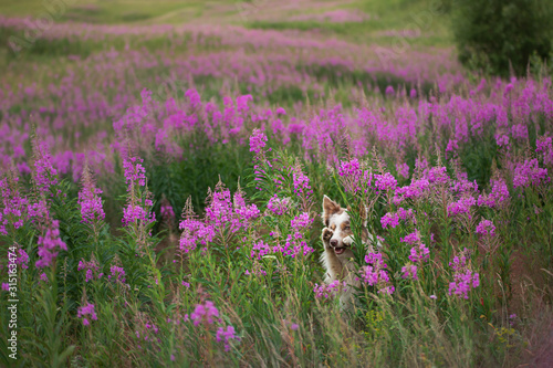 Dog in lilac flowers. Border Collie in a field on nature. Portrait of a pet. © annaav