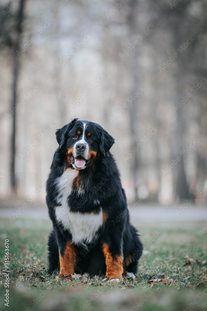 Bernese mountain dog standing in the colorful autumn park. Bernese mountain dog standing in the colorful autumn park.