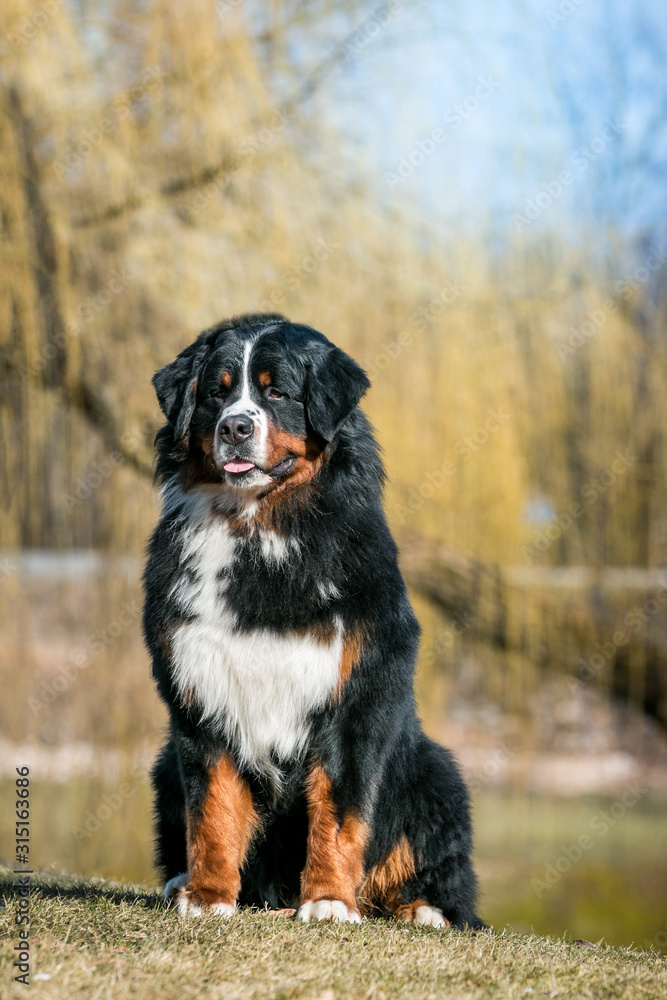 Bernese mountain dog standing in the colorful autumn park.