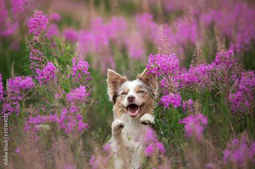 Dog in lilac flowers. Border Collie in a field on nature. Portrait of a pet.