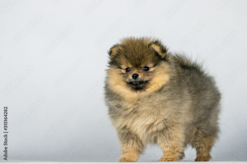Pomeranian baby posing in white studio background. Pomeranian baby posing in white studio background.