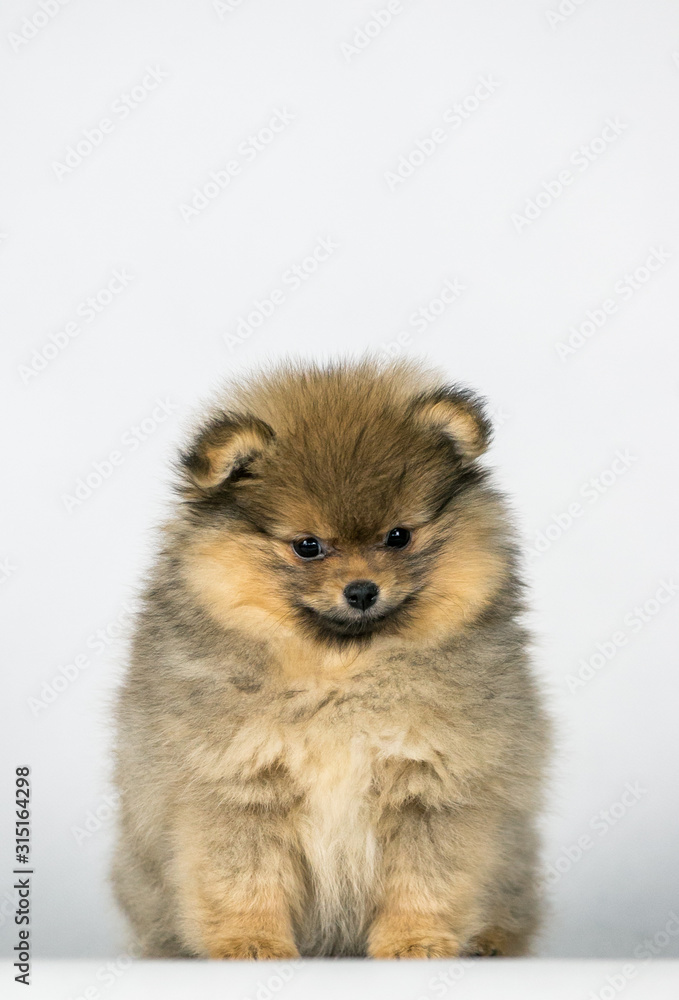 Pomeranian baby posing in white studio background. Pomeranian baby posing in white studio background.