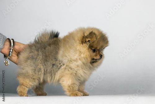 Pomeranian baby posing in white studio background. 