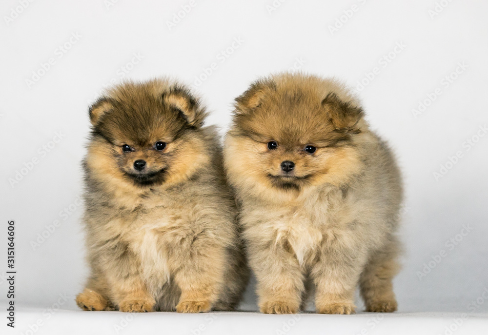 Obraz premium Two pomeranian babies posing in white studio background. 