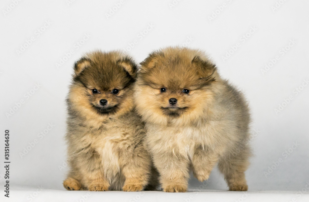 Two pomeranian babies posing in white studio background. Two pomeranian babies posing in white studio background.