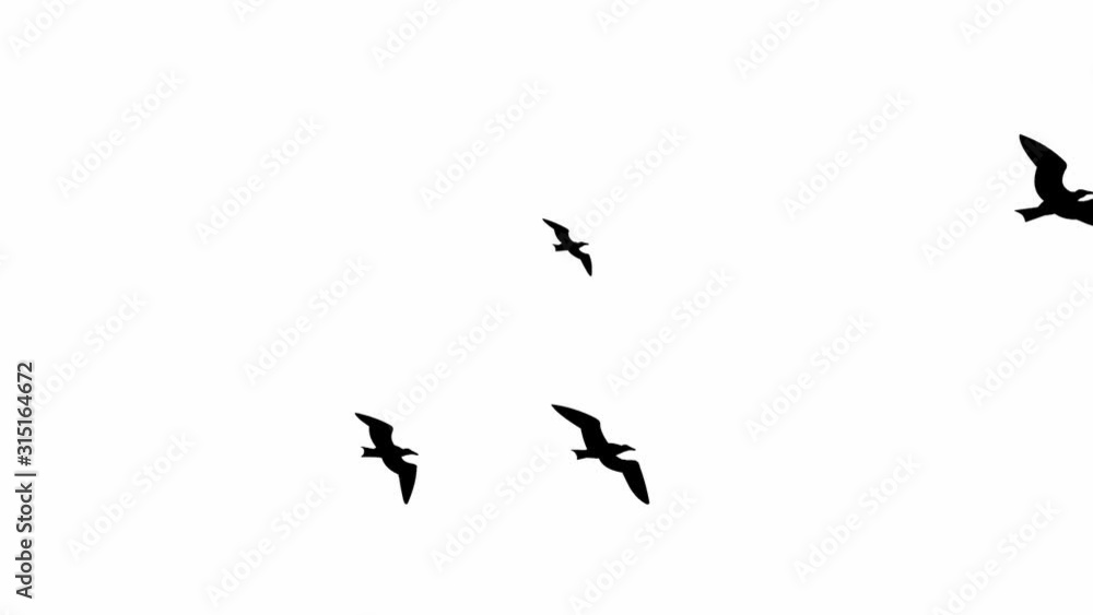 Seagulls flying (seamless loop animation) Seagulls flying (seamless loop animation)