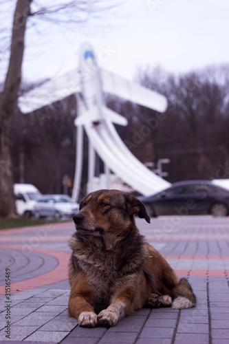 A large stray dog ​​sits on the street against the backdrop of an airplane. Sad dark brown dog, a reckless animal. Vinnitsya photo