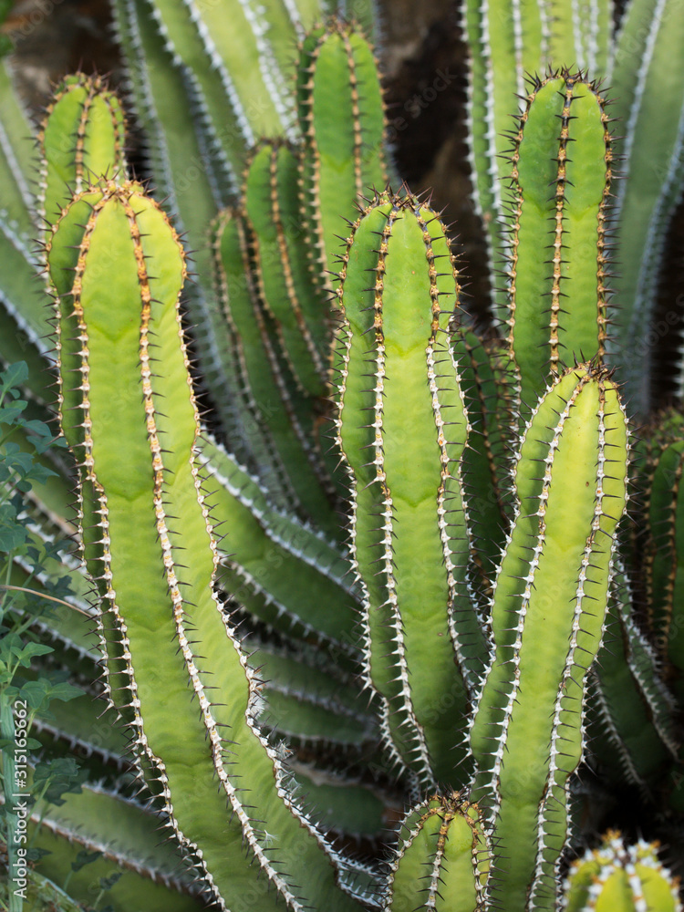 Kakteen Kaktus - Gewächs mit Stacheln