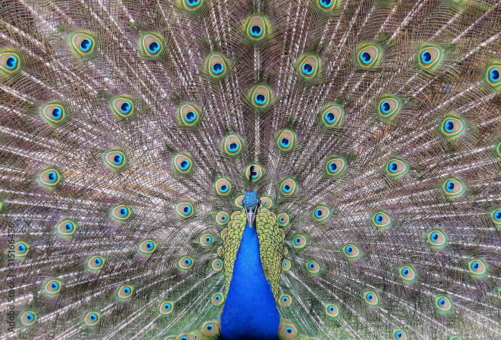 Obraz premium bird, blau , pfau, schönheit, Tierpark, Zoo