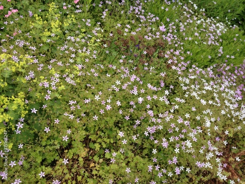 green background of flowers