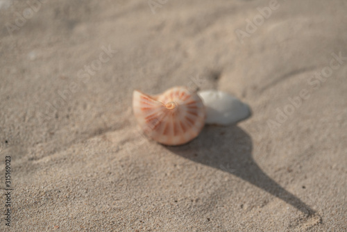 Spiral Sea Shell on soft sand