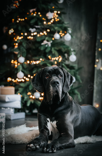Great dane posing in Christmas studio near tree and christmas presents.