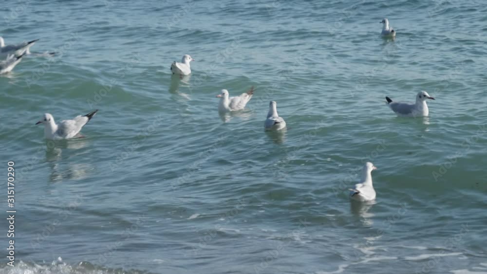 Seagulls on the waves. The troubled Black Sea. Winter day. Seagulls on the waves. The troubled Black Sea. Winter day.