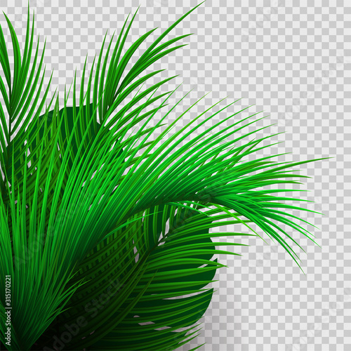 Green tropical plants isolated on transparent background.