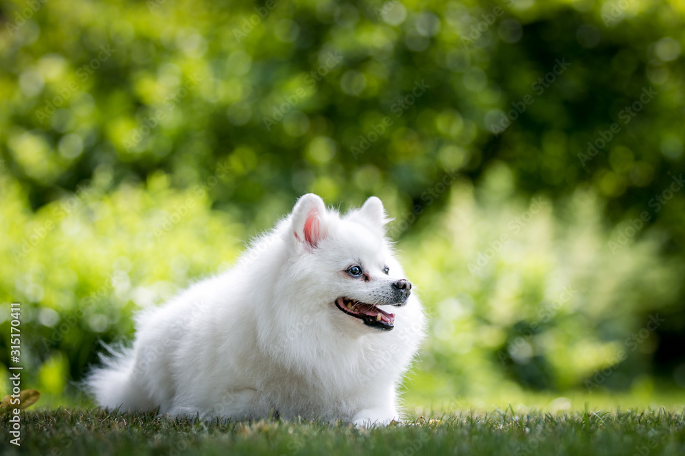 pomeranian portrait. Green sunlight background. pomeranian portrait. Green sunlight background.