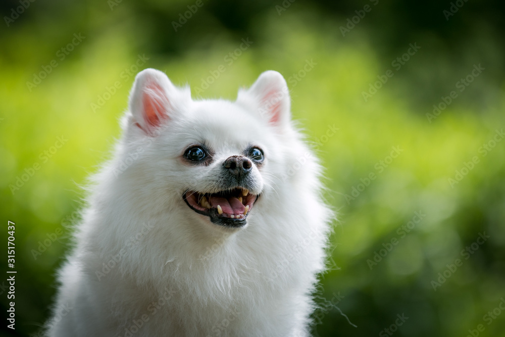 pomeranian portrait. Green sunlight background. pomeranian portrait. Green sunlight background.