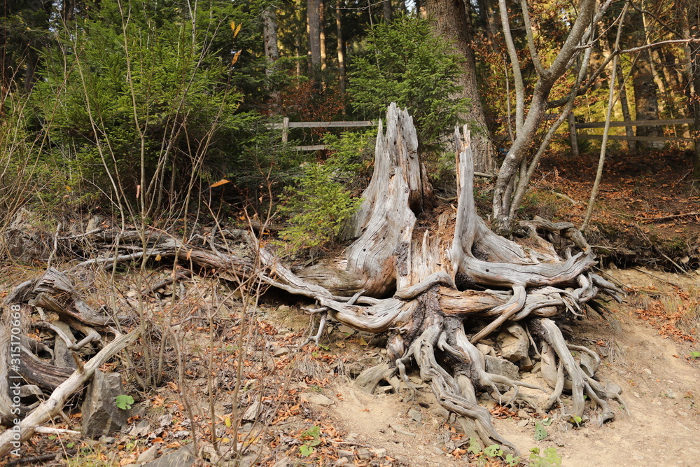 Root of the big tree after it is cut down a tree and dug root up. Root of the big tree after it is cut down a tree and dug root up.