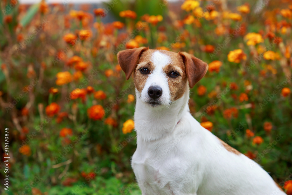 Dog breed Jack Russell Terrier
