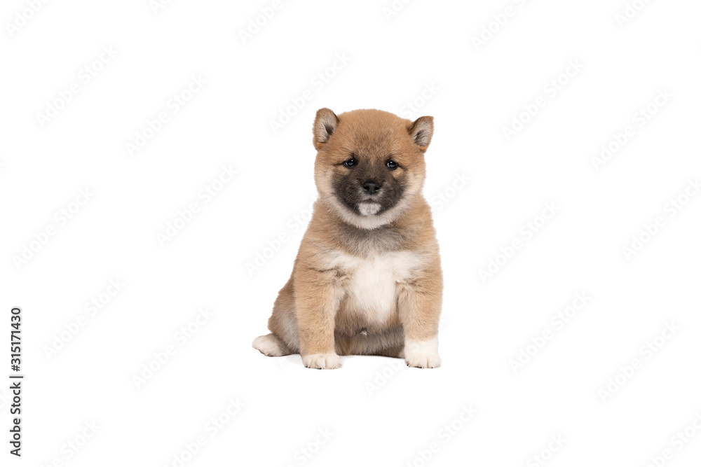 Shiba Inu puppy sitting isolated in a white background with space for tekst copy space