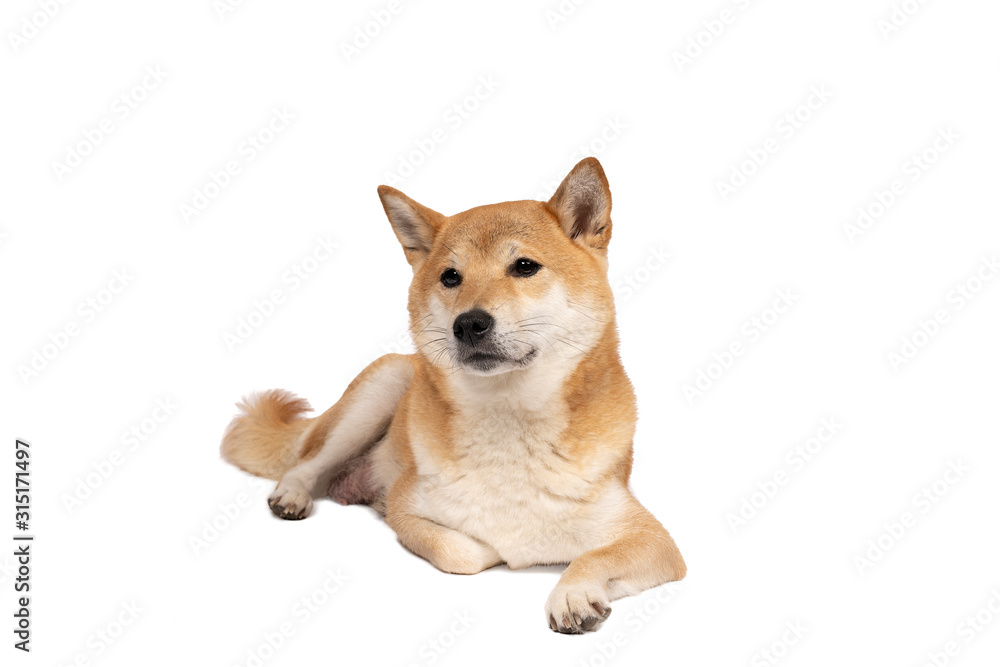 Female Shiba Inu dog lying down isolated on a white background with copy space
