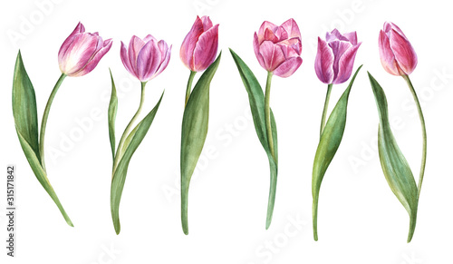 Wallpaper Mural Handpainted watercolor flowers  tulips in vintage style. It's perfect for greeting cards, wedding invitation, birthday and mothers day cards. Watercolor botanical illustration isolated.  Torontodigital.ca
