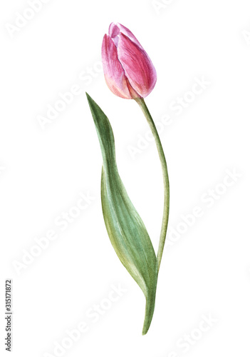 Handpainted watercolor flowers  tulips in vintage style. It's perfect for greeting cards, wedding invitation, birthday and mothers day cards. Watercolor botanical illustration isolated. 