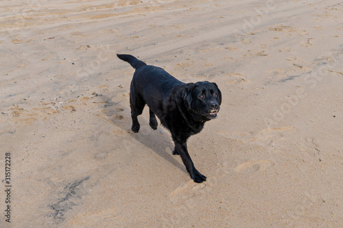 A photograph of a Black Lab trotting on the beach with sand on it's face