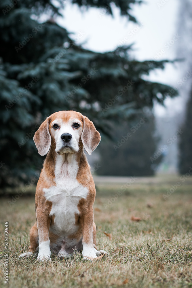 Beagle dog posing outside in beautiful autumn mist.