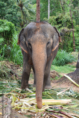 Thailand Koh Samui Elephant photo