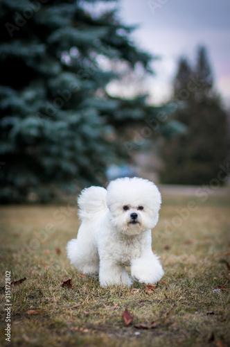 Bichon frize in action outside.