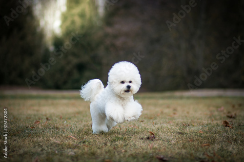 Bichon frize in action outside.