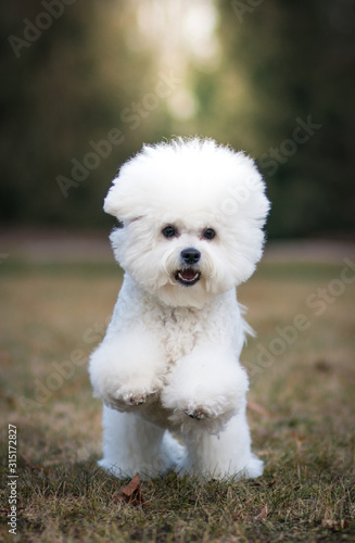 Bichon frize in action outside. © Evelina