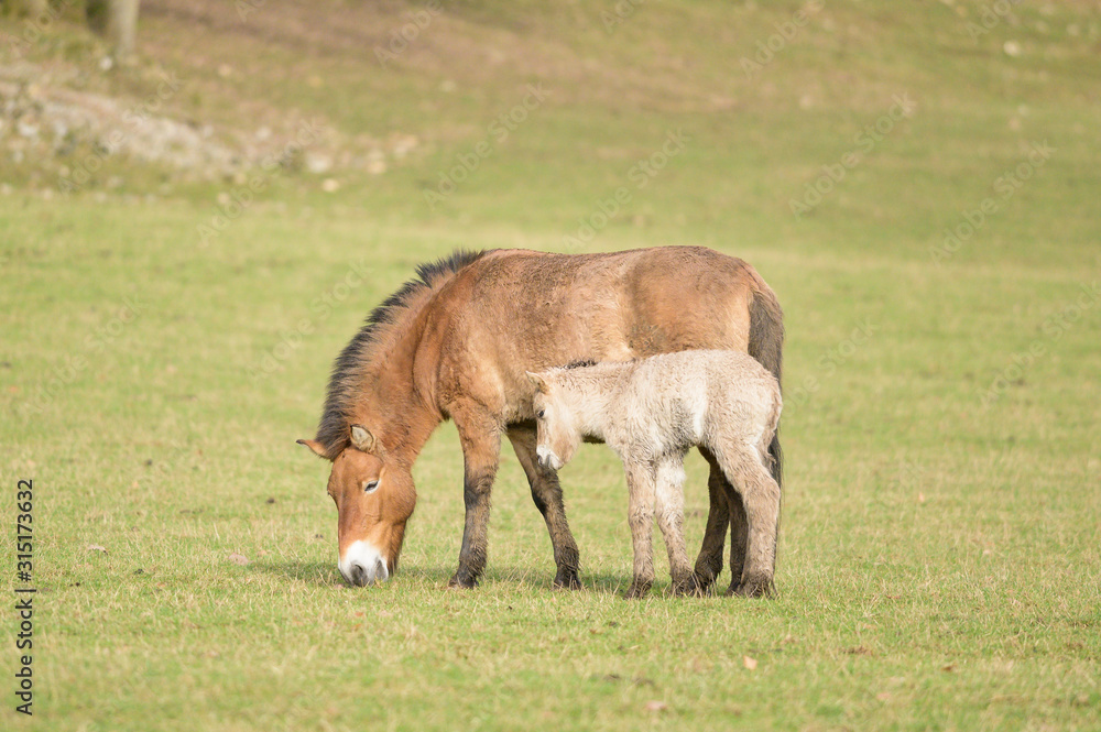 Przewalski horse mare and her foal in a wildlife park Przewalski horse mare and her foal in a wildlife park