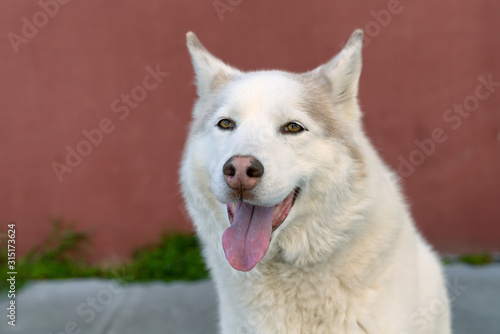 Adorable cute white husky dog