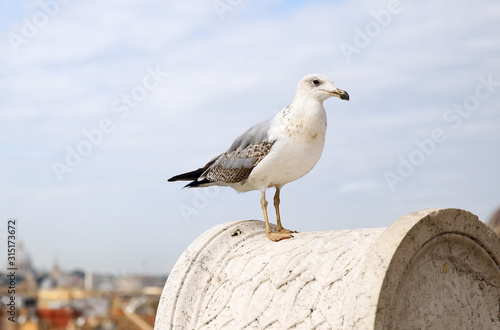 Seagull in Rome.