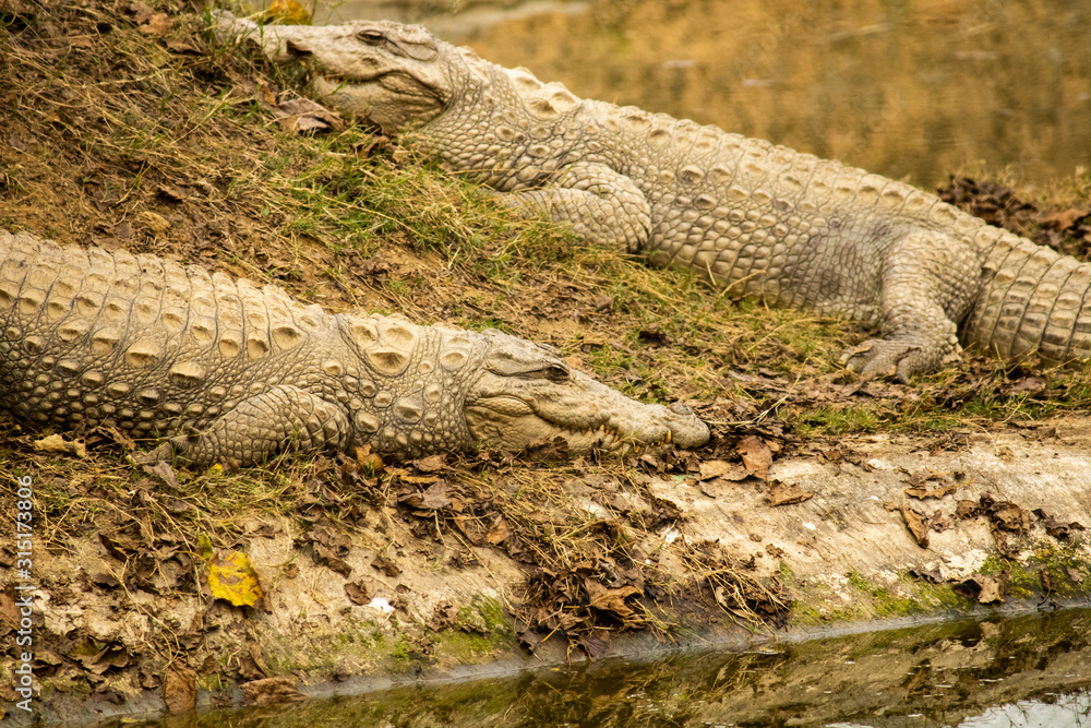 Indian crocodile sleeping on grass on a sunny day Indian crocodile sleeping on grass on a sunny day
