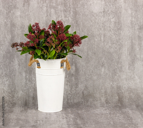 fresh red Skimmia in a white vase decorative background