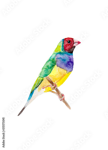 colorful bird finch isolated on white background