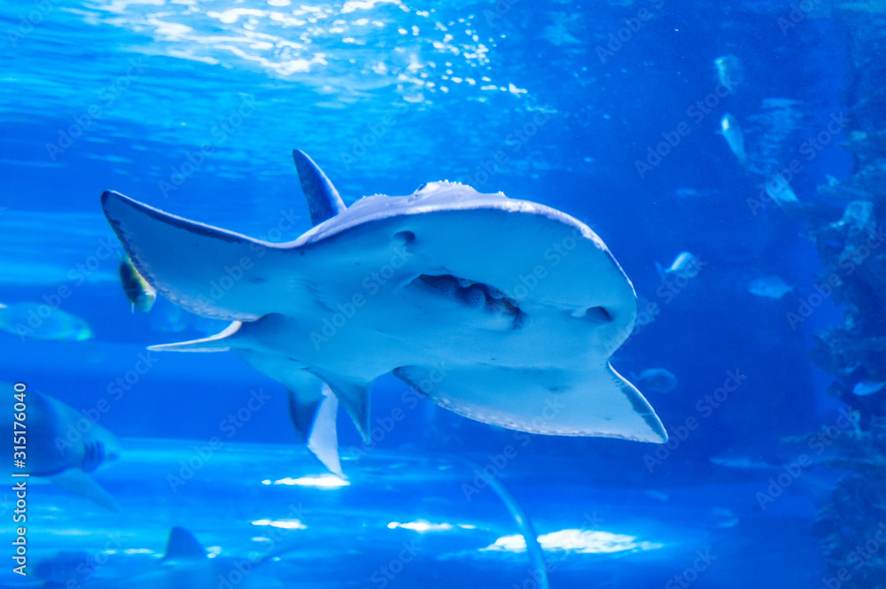 Shark ray ( latin name Rhina ancylostoma ) . Shark ray ( latin name Rhina ancylostoma ) .