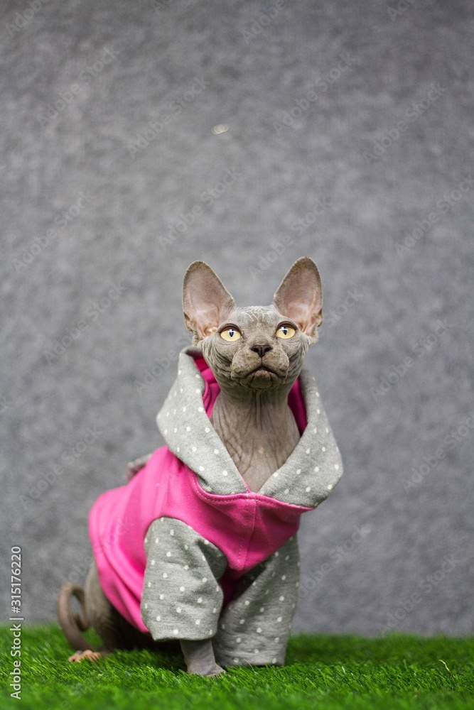 Sphynx cat portrait with clothes in the studio.