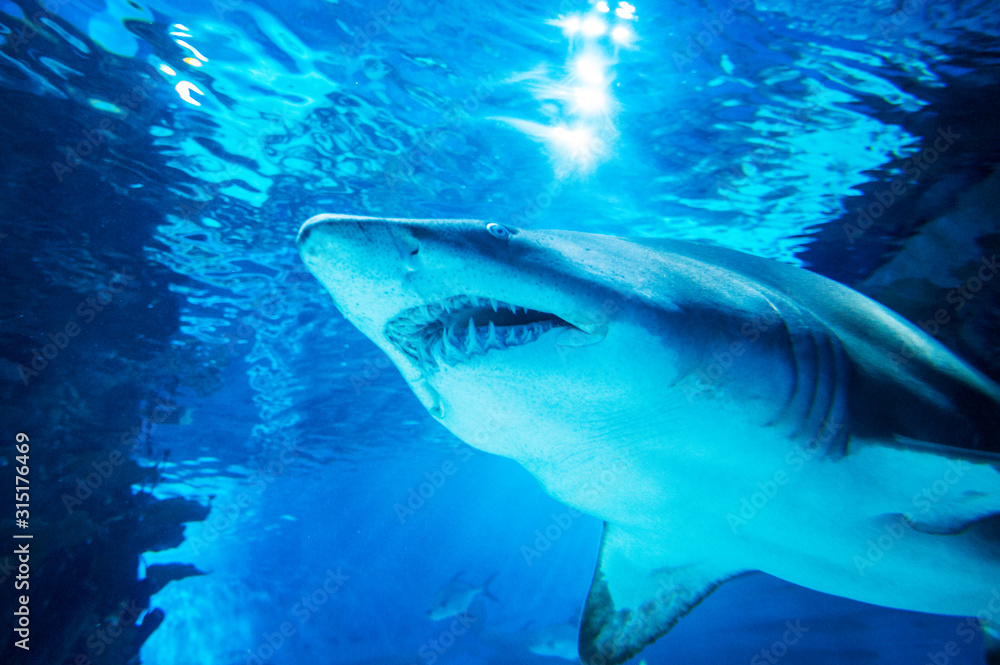 Obraz premium Big shark in deep blue water.