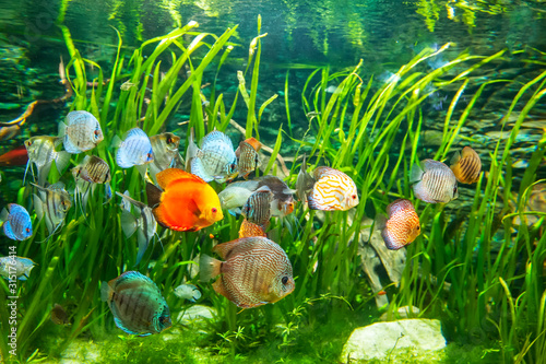 Fresh water aquarium with colorful fishes .