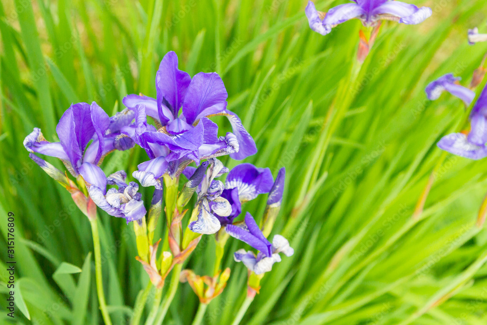 Lilac garden flowers irises grow in the garden in summer Lilac garden flowers irises grow in the garden in summer