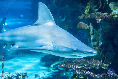 Big shark in deep blue water. © Pavlo Burdyak