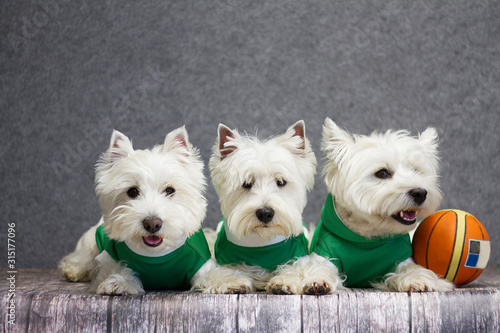 Fotografie Couple dog posing with clothes