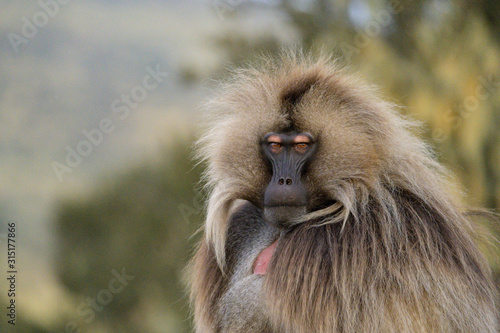 Gelada baboon in Simien mountains, Ethiopia