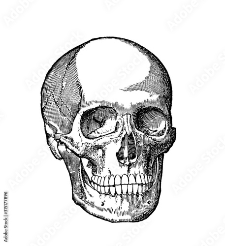 Illustration of a human skeleton skull. Black and white drawing medical scientific diagram. Line art engraved