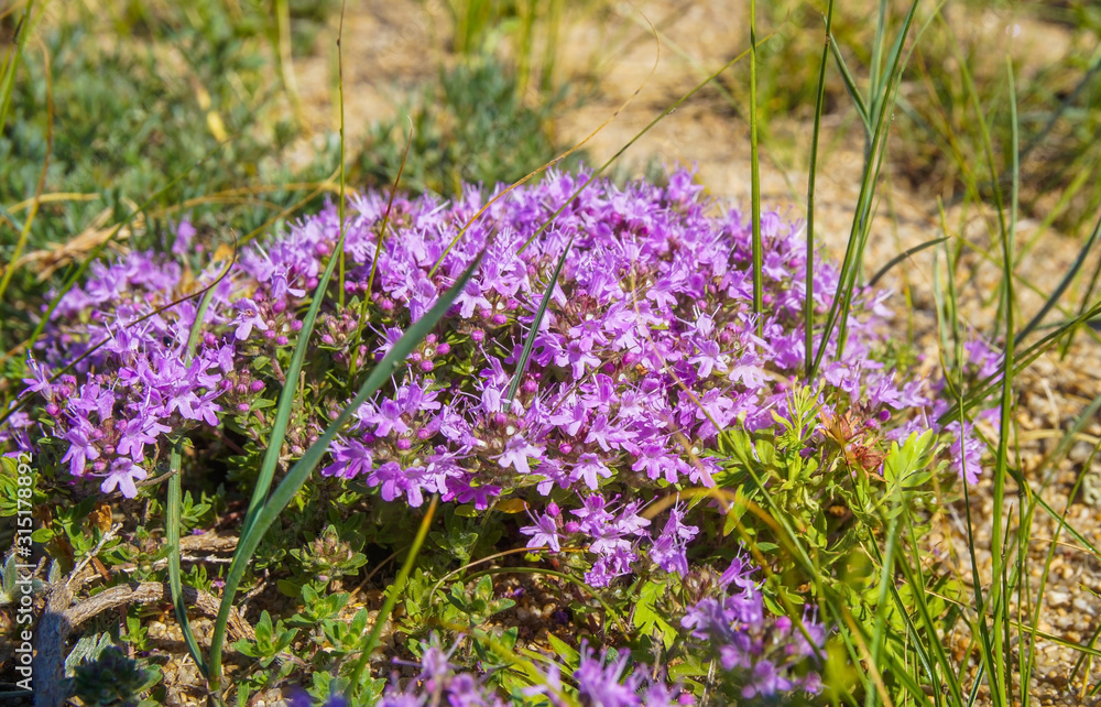 Obraz premium beautiful pink thyme flowers in a clearing and blue sky