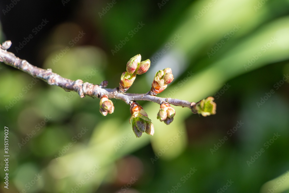 Leaves buds on a branch at the beginning of spring Leaves buds on a branch at the beginning of spring